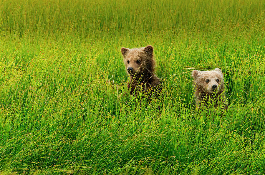 Brown Bear Cubs, Lake Clark National #1 Photograph by Mint Images/ Art Wolfe