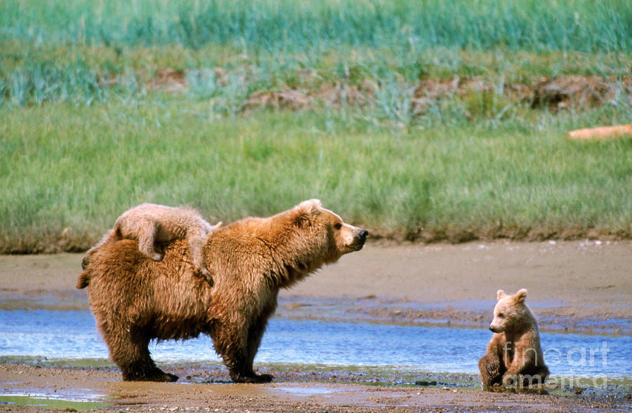 Animal Photograph - Brown Bear Cubs #1 by Mark Newman