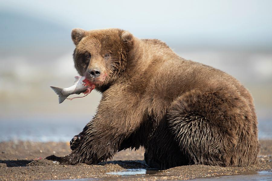 Brown Bear #1 Photograph by Science Photo Library Brown Bear #1 Photograph by Science Photo Library