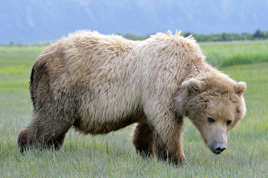 Katmai National Park Photograph - Brown Bear #1 by Manuel Presti/science Photo Library