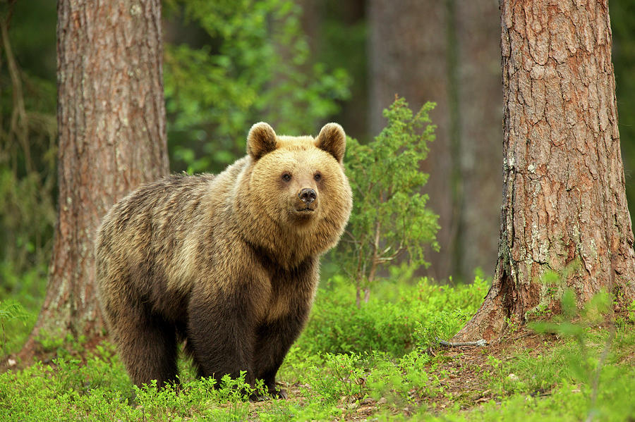 Brown Bear Walking Through Forest #1 Photograph by David Fettes