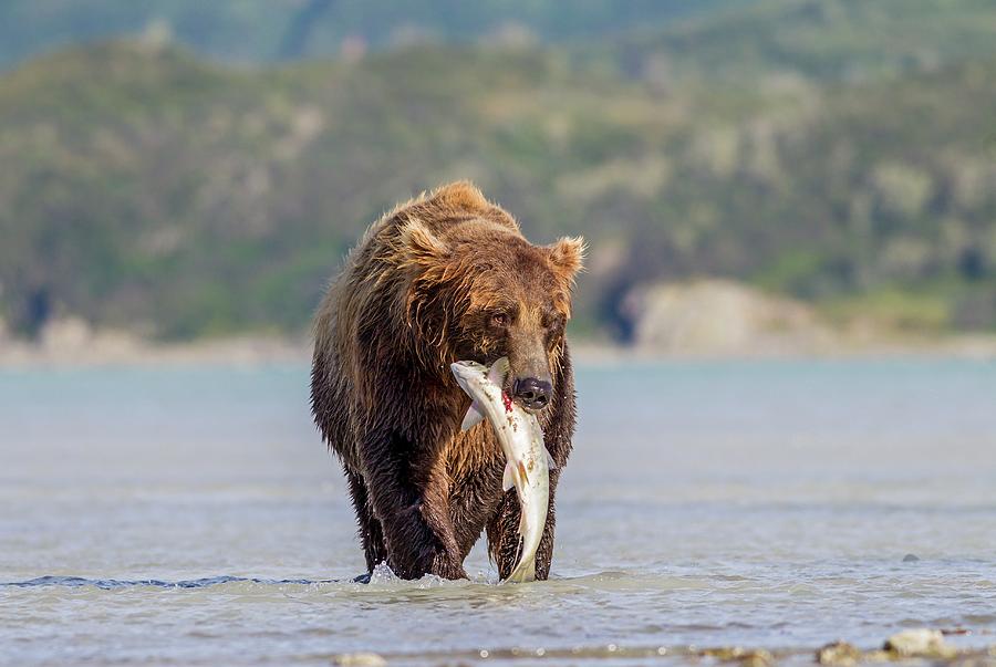 Brown Bear With Salmon #1 Photograph by Science Photo Library Brown Bear With Salmon #1 Photograph by Science Photo Library