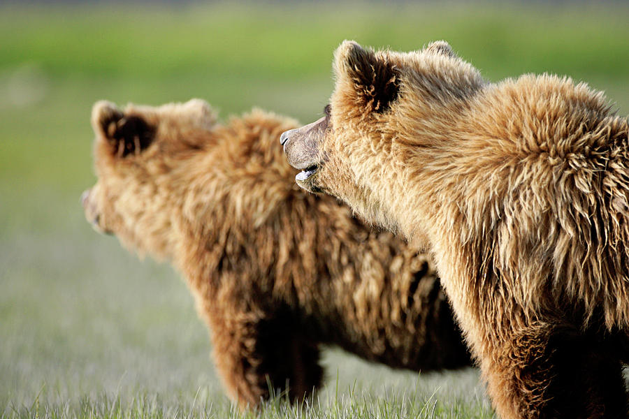 Katmai National Park Photograph - Brown Bears #1 by Manuel Presti/science Photo Library