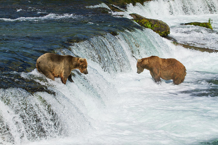 Brown Bears  Ursus Arctos  Fishing #1 Photograph by Gary Schultz