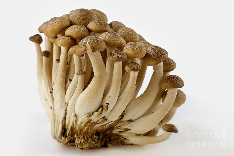 Brown beech mushrooms #1 Photograph by Paul Cowan
