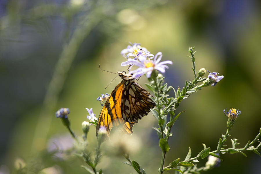 Brown butterfly #1 Photograph by Susan Jensen