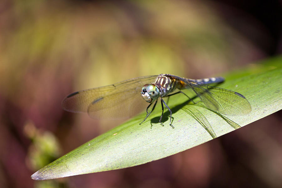 Brown dragonfly #1 Photograph by Susan Jensen