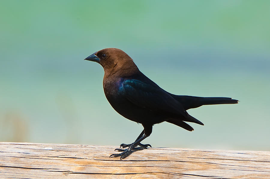 Download Brown-Headed Cowbird Photograph by Rich Leighton