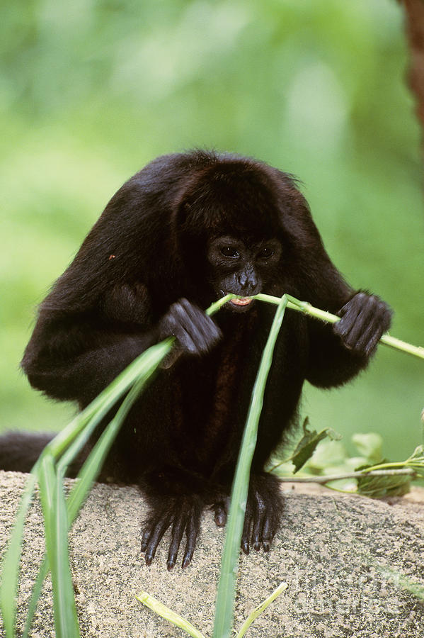 Brown-headed Spider Monkey #1 Photograph by Art Wolfe