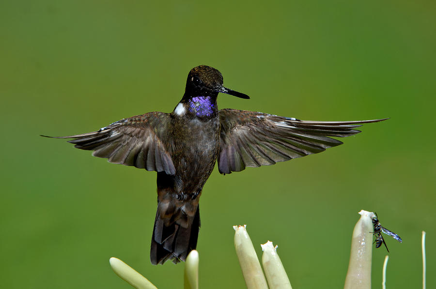 Hummingbird Photograph - Brown Inca Hummingbird #1 by Anthony Mercieca