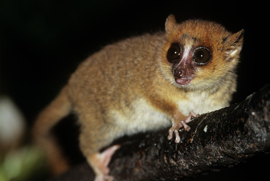 Brown Mouse Lemur (microcebus Rufus) #1 Photograph by Sinclair Stammers/science Photo Library