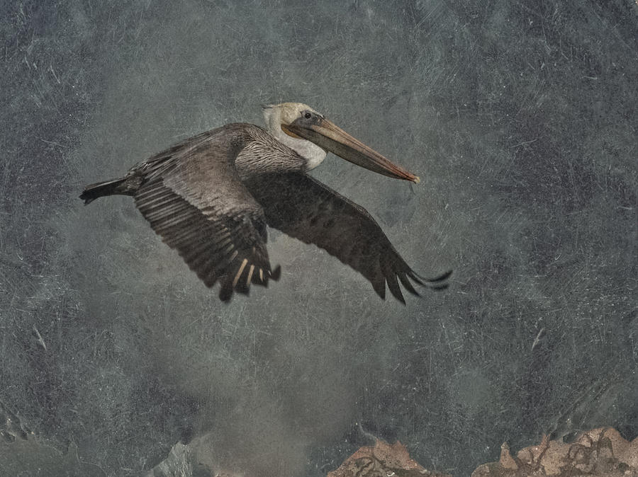 Brown Pelican 2 #1 Photograph by Ernest Echols
