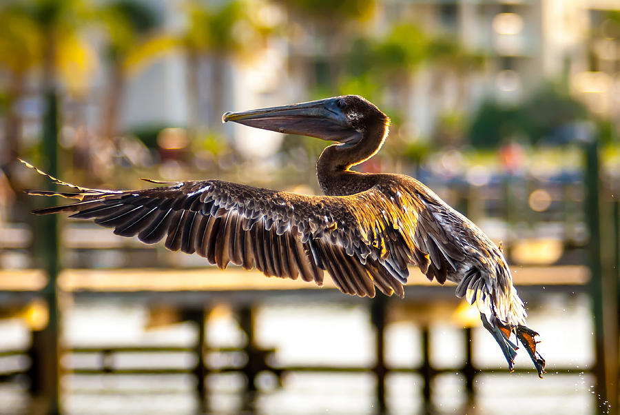 Brown Pelican #1 Photograph by Alex Grichenko