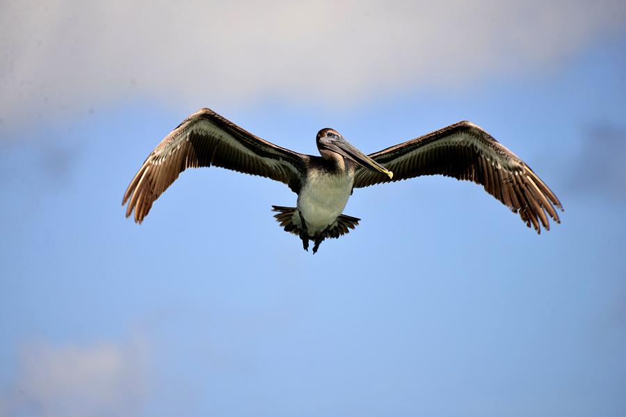 Brown Pelican #1 Photograph by Bill Hosford