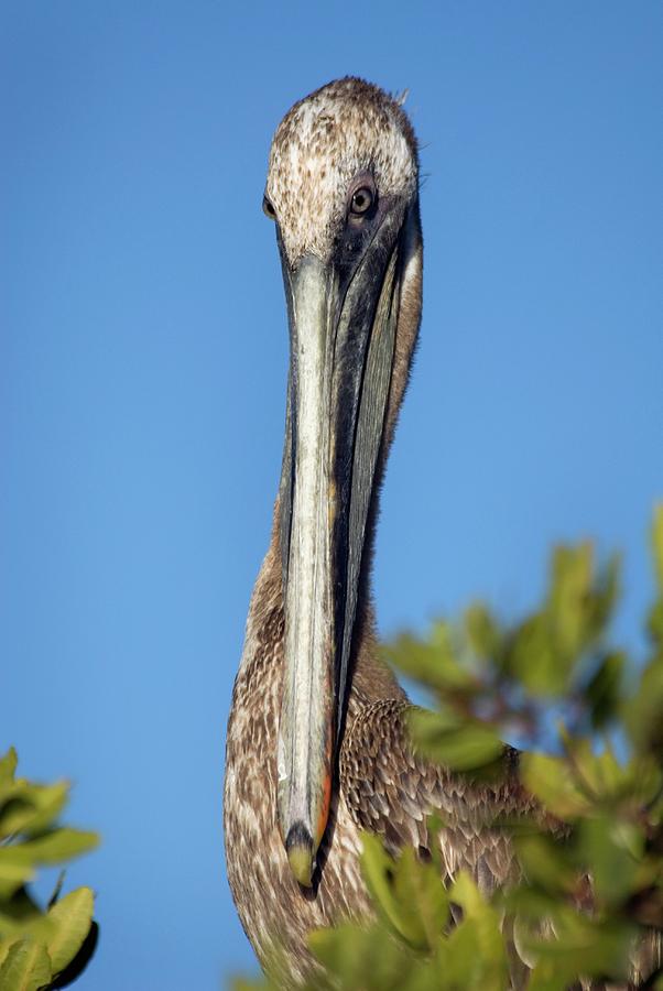 Pelican Photograph - Brown Pelican #1 by Christopher Swann/science Photo Library