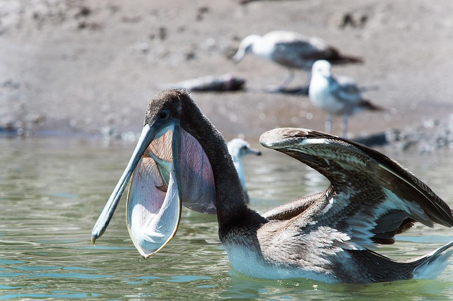 Pelican Photograph - Brown Pelican Eating A Fish #1 by Christopher Swann/science Photo Library