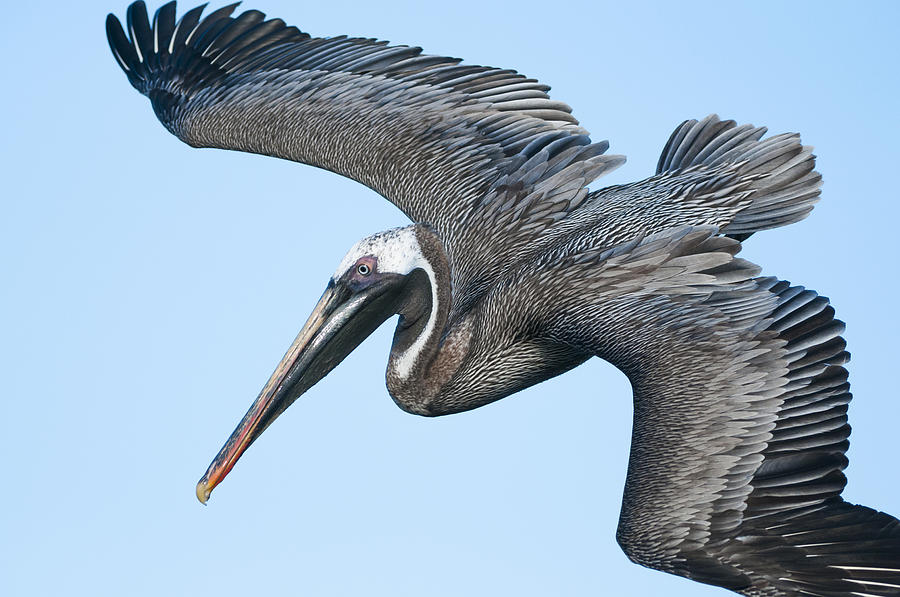 Brown Pelican Flying Galapagos #1 Photograph by Tui De Roy