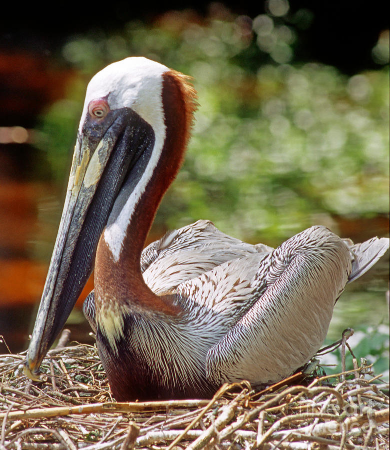 Brown Pelican Incubating Eggs Photograph by Millard H. Sharp - Fine Art ...