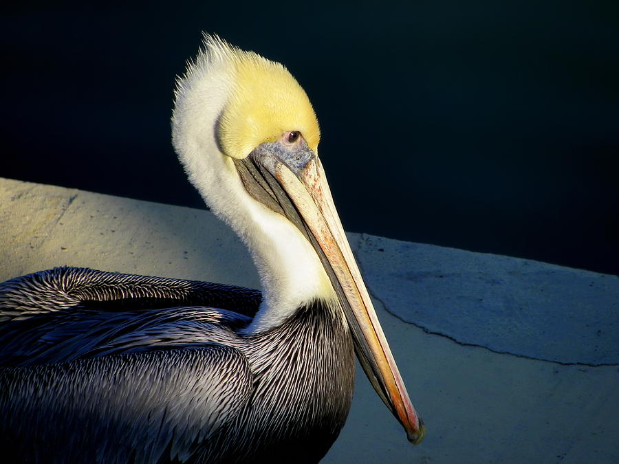 Brown Pelican by Iustin Cret Brown Pelican by Iustin Cret