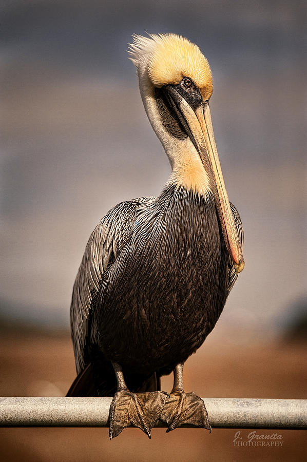 Brown Pelican #1 Photograph by Joe Granita