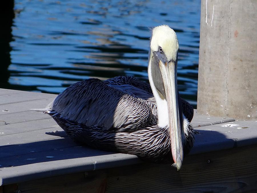 Brown Pelican #2 Photograph by Keith Stokes