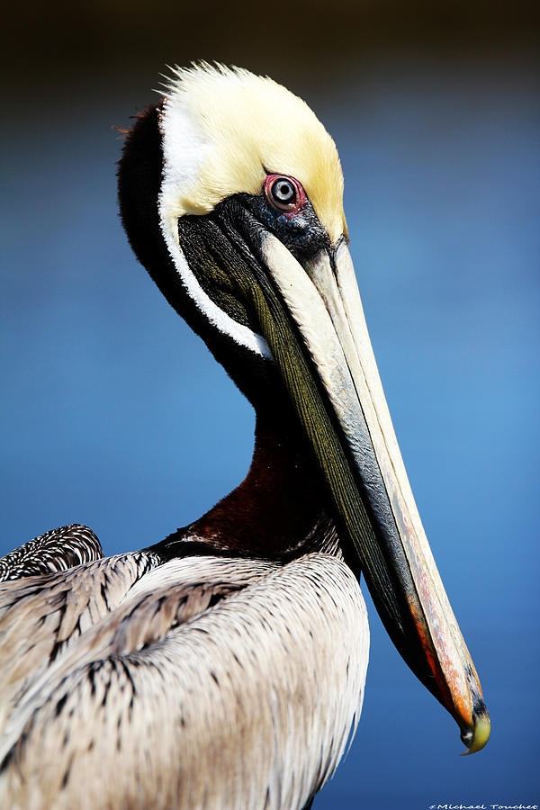 Pelican Photograph - Brown Pelican by Michael Touchet