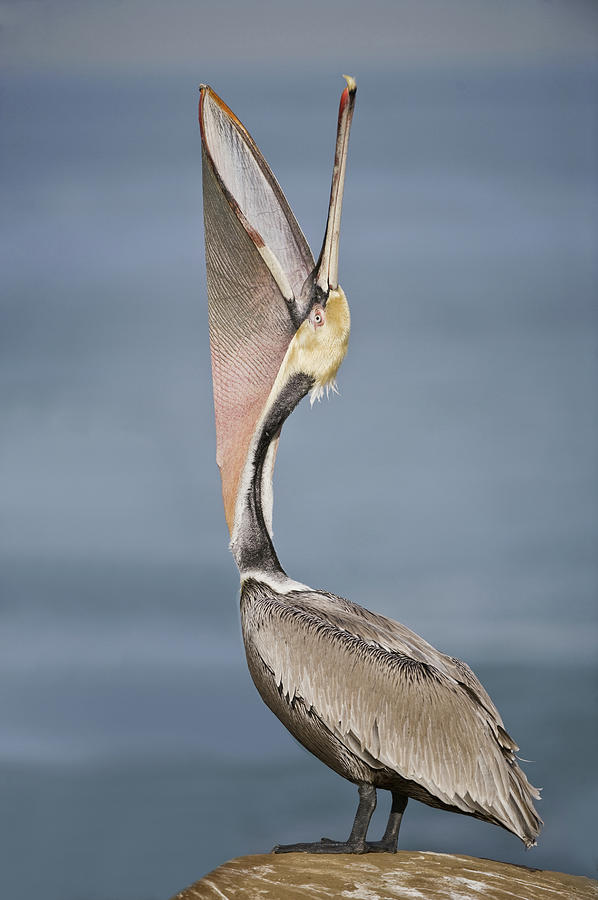 Nature Photograph - Brown Pelican Pelecanus Occidentalis #1 by Animal Images