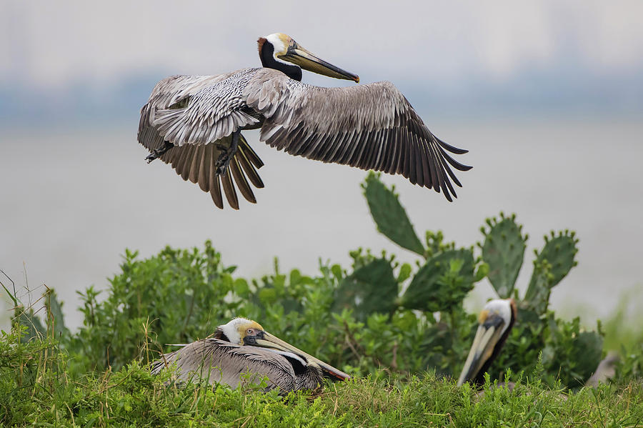 Spring Photograph - Brown Pelican (pelecanus Occidentalis #1 by Larry Ditto