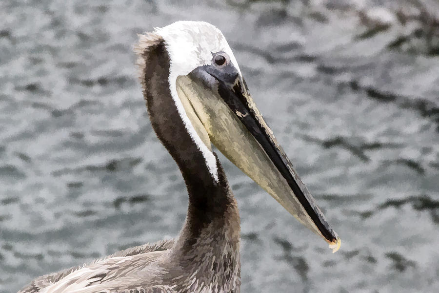 Brown Pelican #1 Digital Art by Photographic Art by Russel Ray Photos