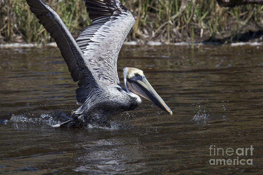 Pelican Photograph - Brown Pelican #1 by Twenty Two North Photography