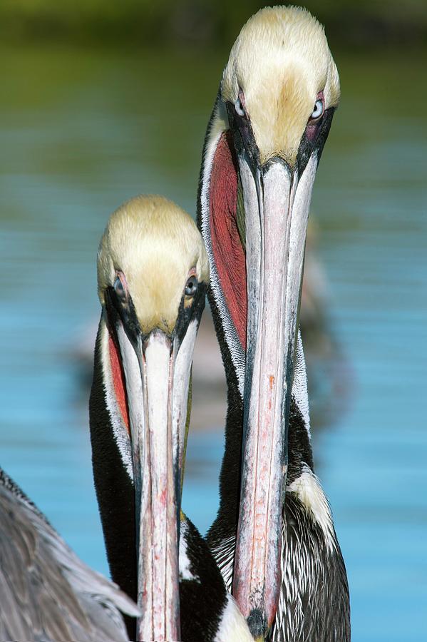 Brown Pelicans #1 Photograph by Christopher Swann/science Photo Library