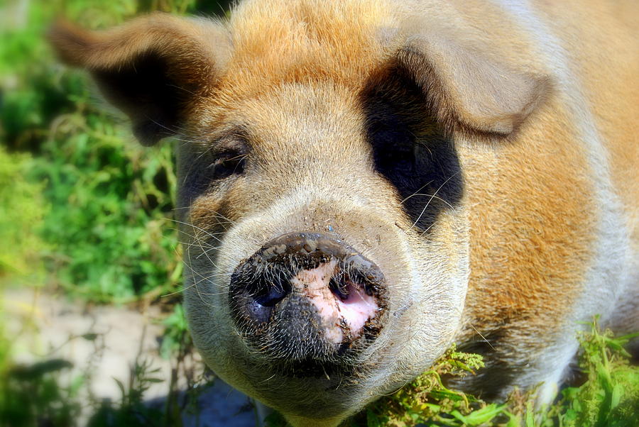 Pig Photograph -  The Pig Brown Sugar by Marysue Ryan