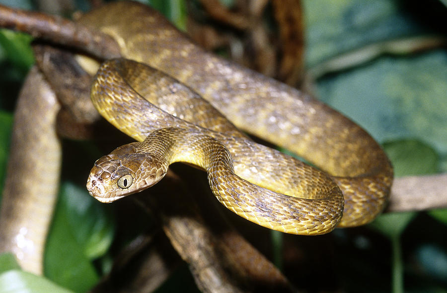 Brown Tree Snake Boiga Irregularis #1 Photograph by John Mitchell