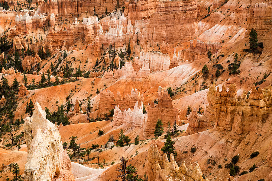 Bryce Amphitheater #1 Photograph by Levin Rodriguez