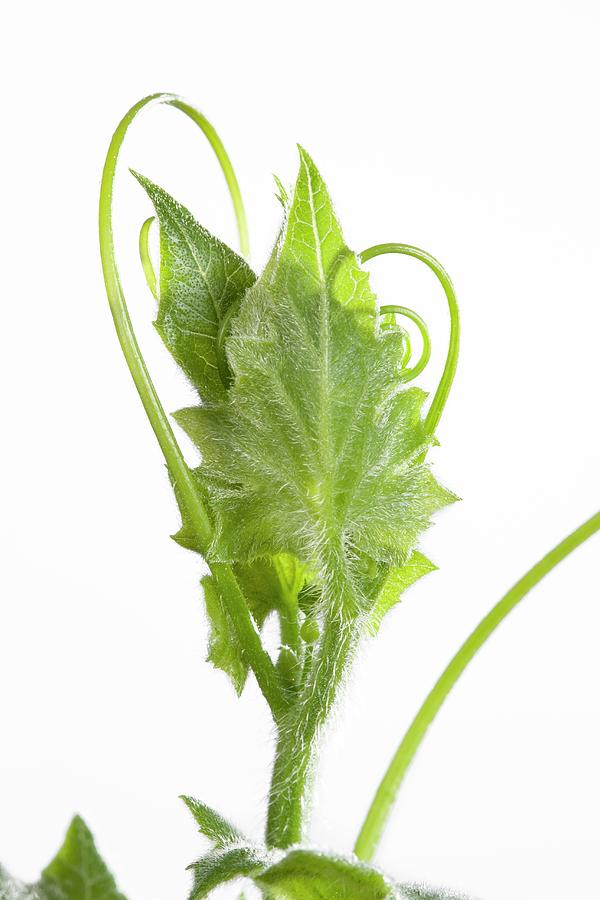 Bryonia Dioica Leaves Opening #1 Photograph by Pascal Goetgheluck/science Photo Library