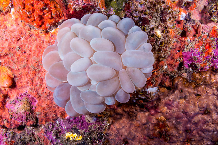 Bubble Grape Coral #1 Photograph by Andrew J. Martinez