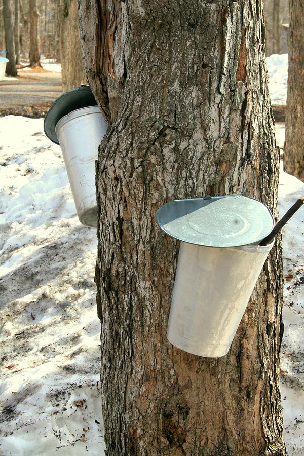 Spring Photograph - Buckets for collecting maple sap  #1 by Nadine Mot Mitchell