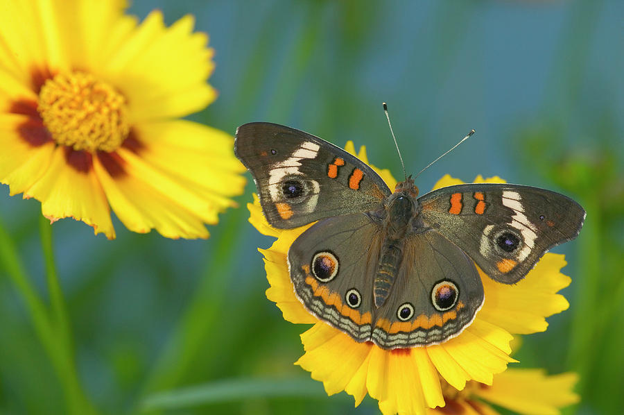 Buckeye Butterfly Photograph by Darrell Gulin - Fine Art America