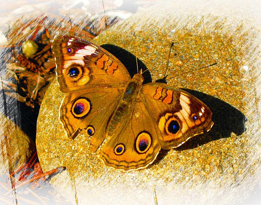 Buckeye Butterfly #1 Photograph by Joe Duket