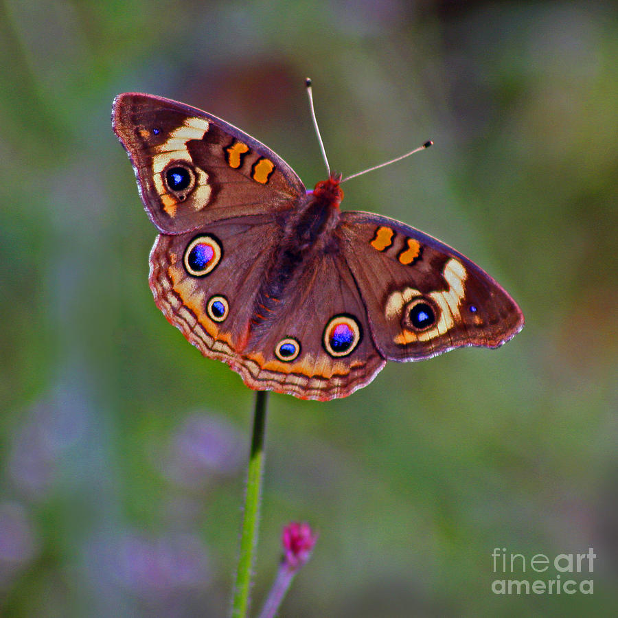 Buckeye Butterfly #2 Photograph by Karen Adams