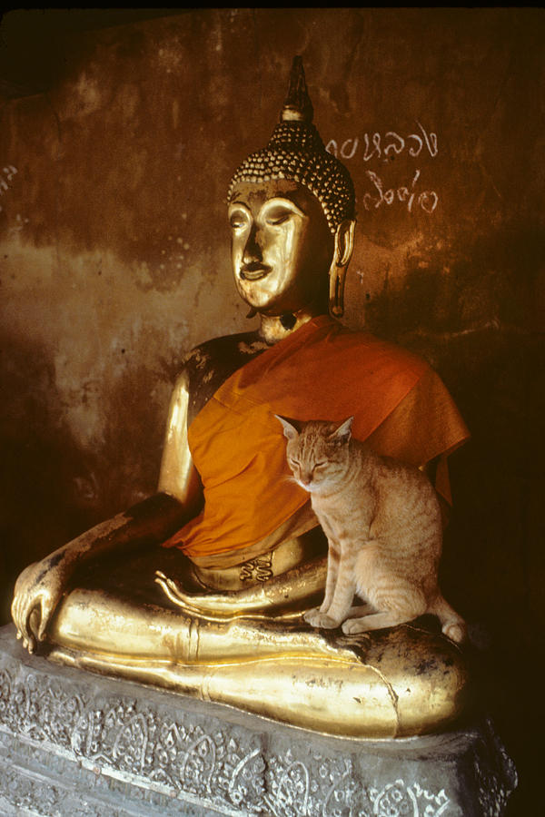 Buddha’s Cat Photograph by Carl Purcell - Pixels