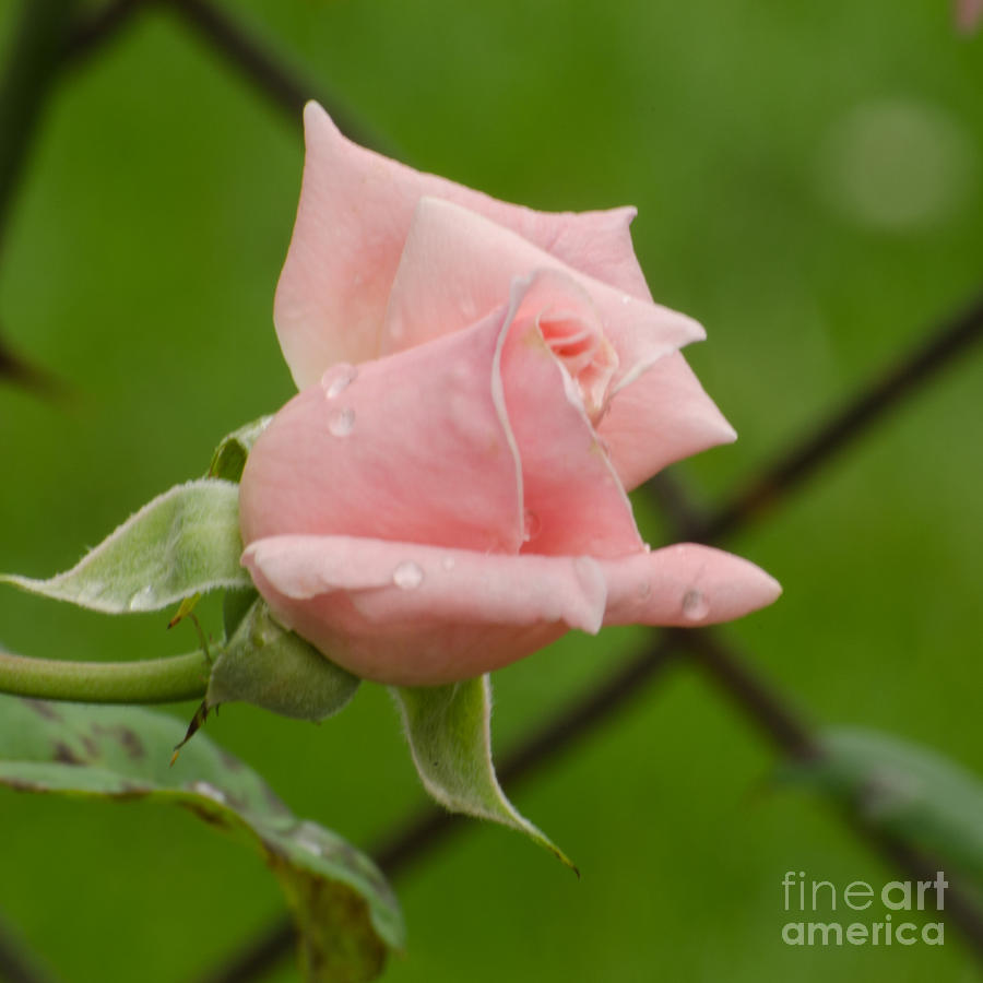 Budding #2 Photograph by Donna Brown