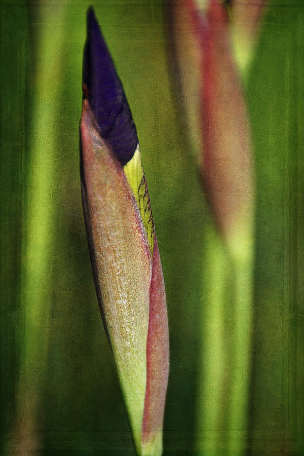Budding Iris 2 #1 Photograph by Leda Robertson