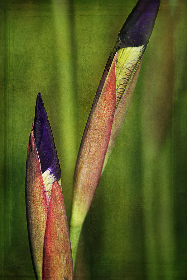 Budding Iris #1 Photograph by Leda Robertson