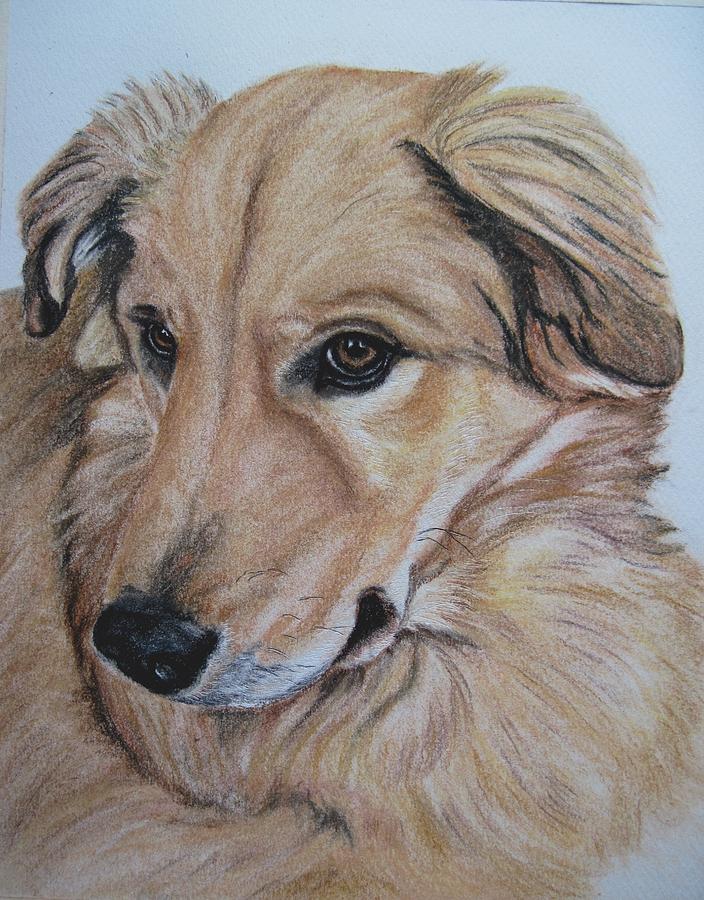 Dog Drawing - Buddy #1 by Joan Pye