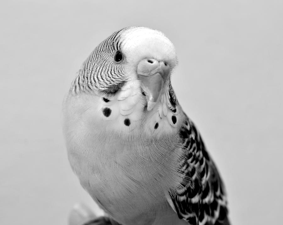 Budgie #1 Photograph by Nathan Abbott