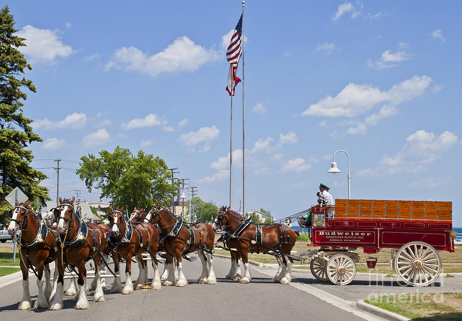 Budweiser Clydesdales #1 Photograph by Michael Petrick