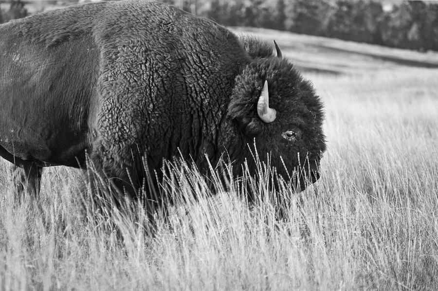 Buff Montana BW #1 Photograph by Rich Franco