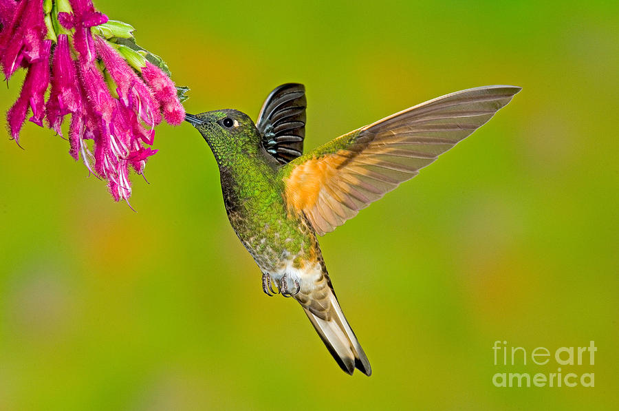 Buff-tailed Coronet Hummingbird #1 Photograph by Anthony Mercieca