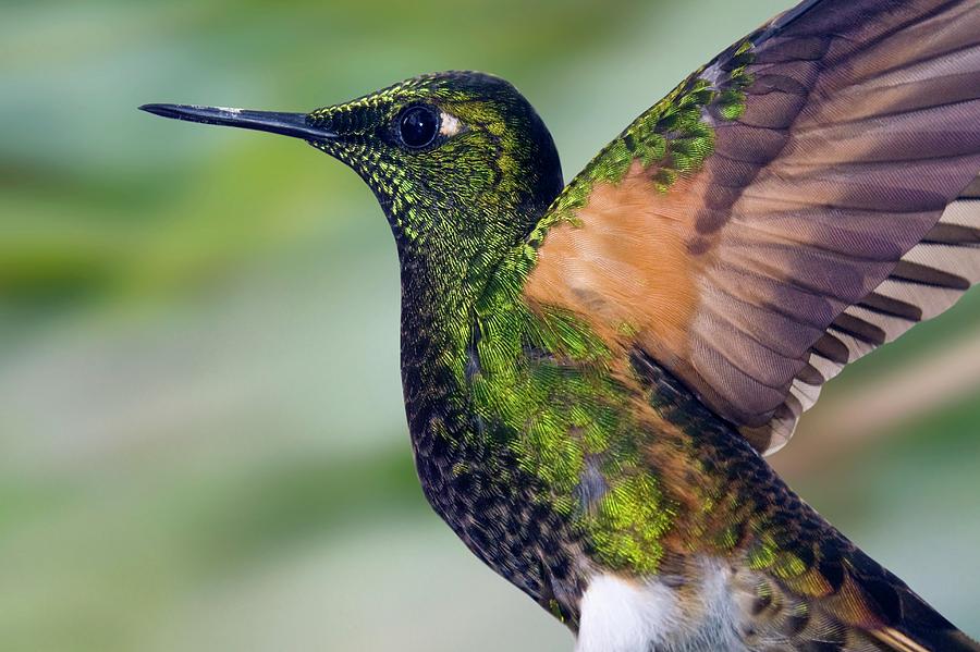 Buff-tailed Coronet Hummingbird #1 Photograph by Steve Allen/science Photo Library